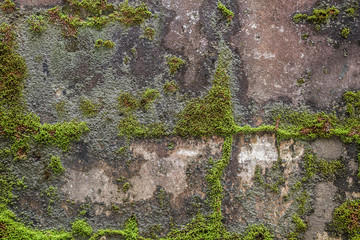 Green ivy on cement wall