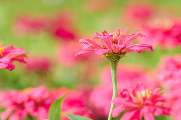 Zinnia flower