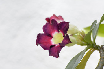 Desert Rose is a bright-colored flowers.