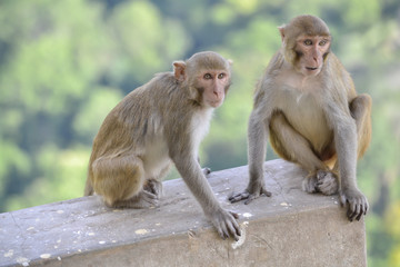monkeys in country