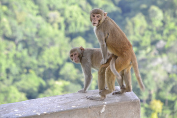 Fototapeta na wymiar monkeys in love