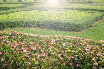 Fototapeta premium garden