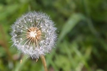 Dandelion