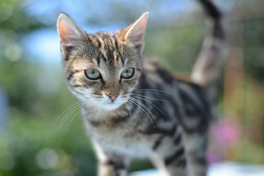 Portrait of leopard print cat in nature