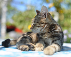Portrait of leopard print cat in nature