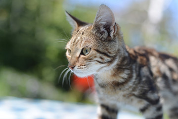 Naklejka premium Portrait of leopard print cat in nature