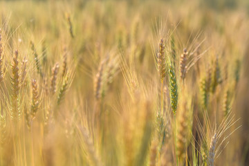Golden fields of wheat, barley