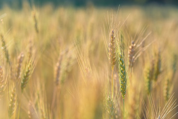 Golden fields of wheat, barley
