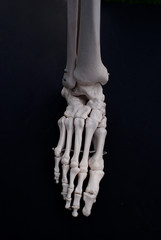 Anterior View of The Foot 