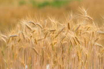 Golden fields of wheat, barley