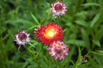 Strohblumen, Helichrysum, im Naturgarten Schleswig-Holstein