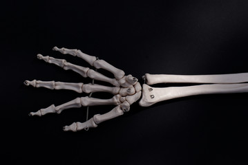 Palmar Surface of The Hand 