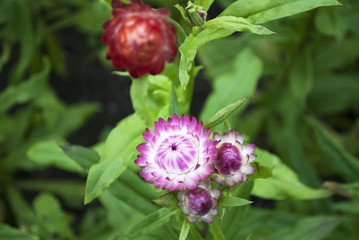 Strohblumen, Helichrysum, im Naturgarten Schleswig-Holstein