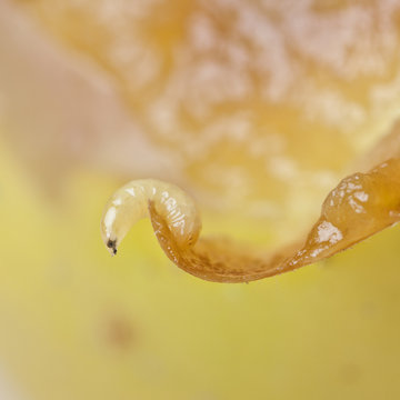 one worm fruitfly on the wild nature (Drosophila Melanogaster)