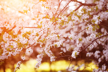 Flowering spring trees. Sunset in spring or summer landscape bac