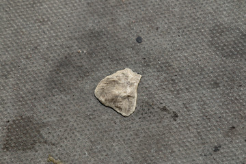 Chewing Gum on Pavement
