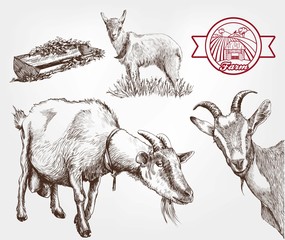 goat breeding - 90478133