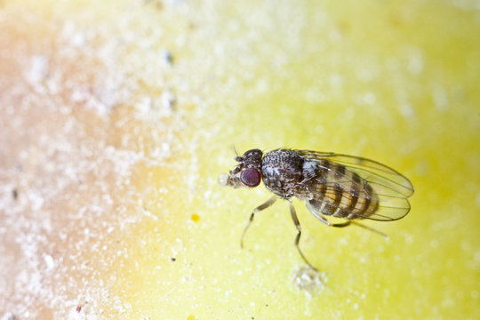 fruitfly on the wild nature (Drosophila Melanogaster)