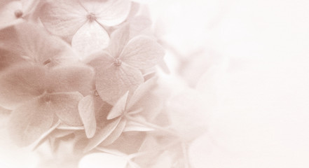 sweet color flowers texture in soft color and blur style for background
