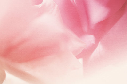 Fototapeta vivid color flower petals in soft color on mulberry paper texture for background  
