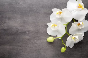 Foto op Canvas Witte orchidee op de grijze achtergrond. © gitusik