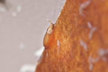 cocoon fruitfly on the wild nature (Drosophila Melanogaster)