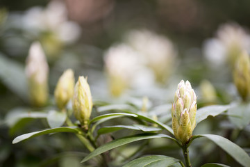 Rhododendron bloom in spring. Beautiful picture.