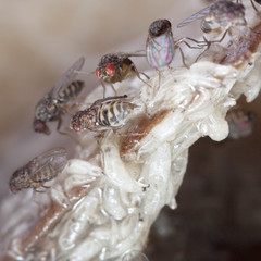 fruitfly on the wild nature (Drosophila Melanogaster)
