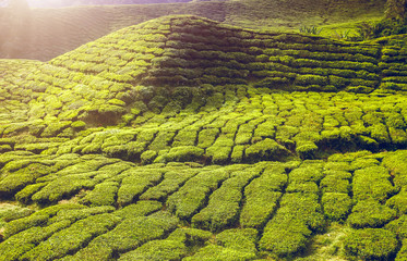 Tea plantation in Cameron highlands