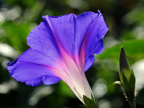 Blaue Trichterwinde