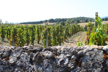 Vigne, Vin, Vallée du Rhône, Côtes du Rhône,France