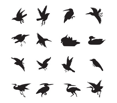 bird and duck Siluate style vector