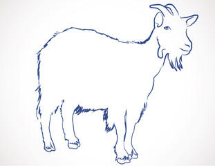 dessin de chèvre