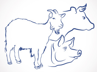 dessin de chèvre, vache et cochon