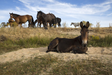 Portrait of a mule against blue sky