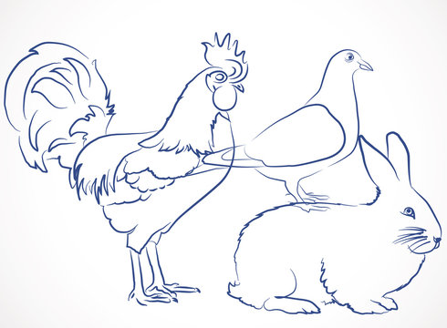 dessin, croquis de coq, pigeon et lapin