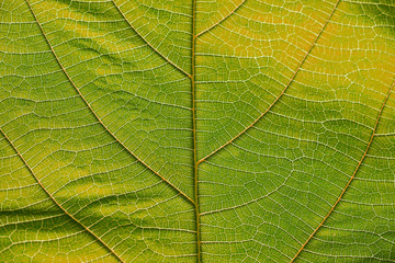 Close up on yellow leaf texture