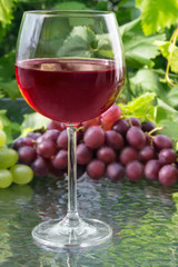 Rotwein
