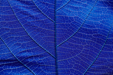 Close up on dark blue leaf texture