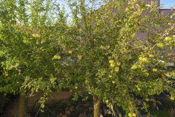 Fototapeta na wymiar Apples in a fruit tree in sunlight in summer