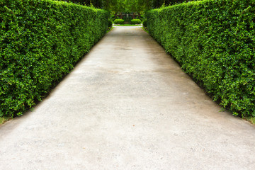 Obraz premium The path in the garden.