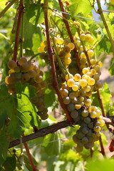Vin, Vigne, Vignoble, Vallée du Rhône, Côtes Du Rhône