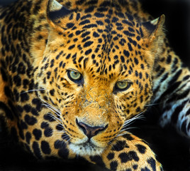 Fototapeta na wymiar Wild Leopard
