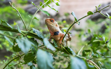 Chameleon Keeping A Watchful Eye