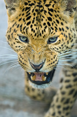 Obraz premium Leopard