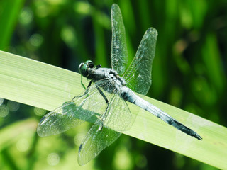 Стрекоза сидит на траве