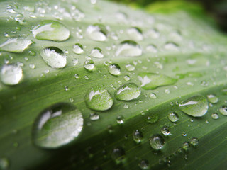 Капли воды на зеленой траве