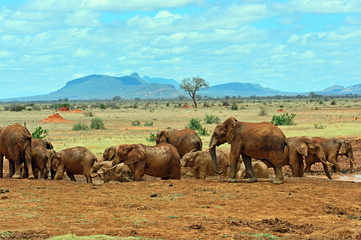 Obraz premium Elephants Tsavo East