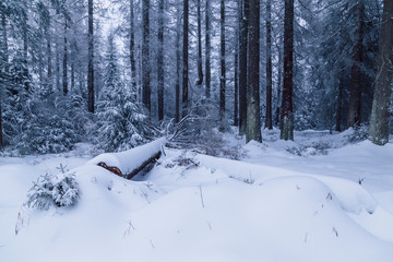Schneebedeckter Waldboden