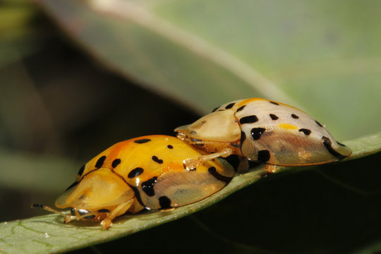 Two Ladybugs